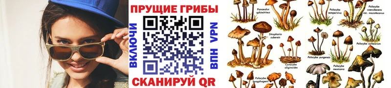 Псилоцибиновые грибы Psilocybine cubensis  продажа наркотиков  нарко площадка состав  Боготол 